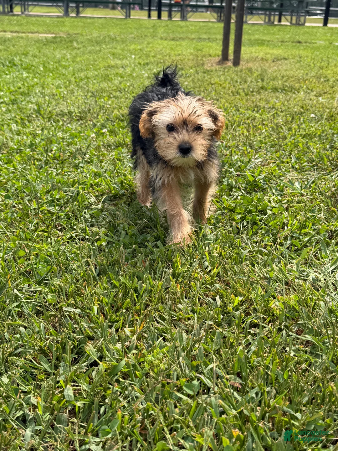 Yorkshire Terrier dogs for sale: Reese Puff  - Ad 2