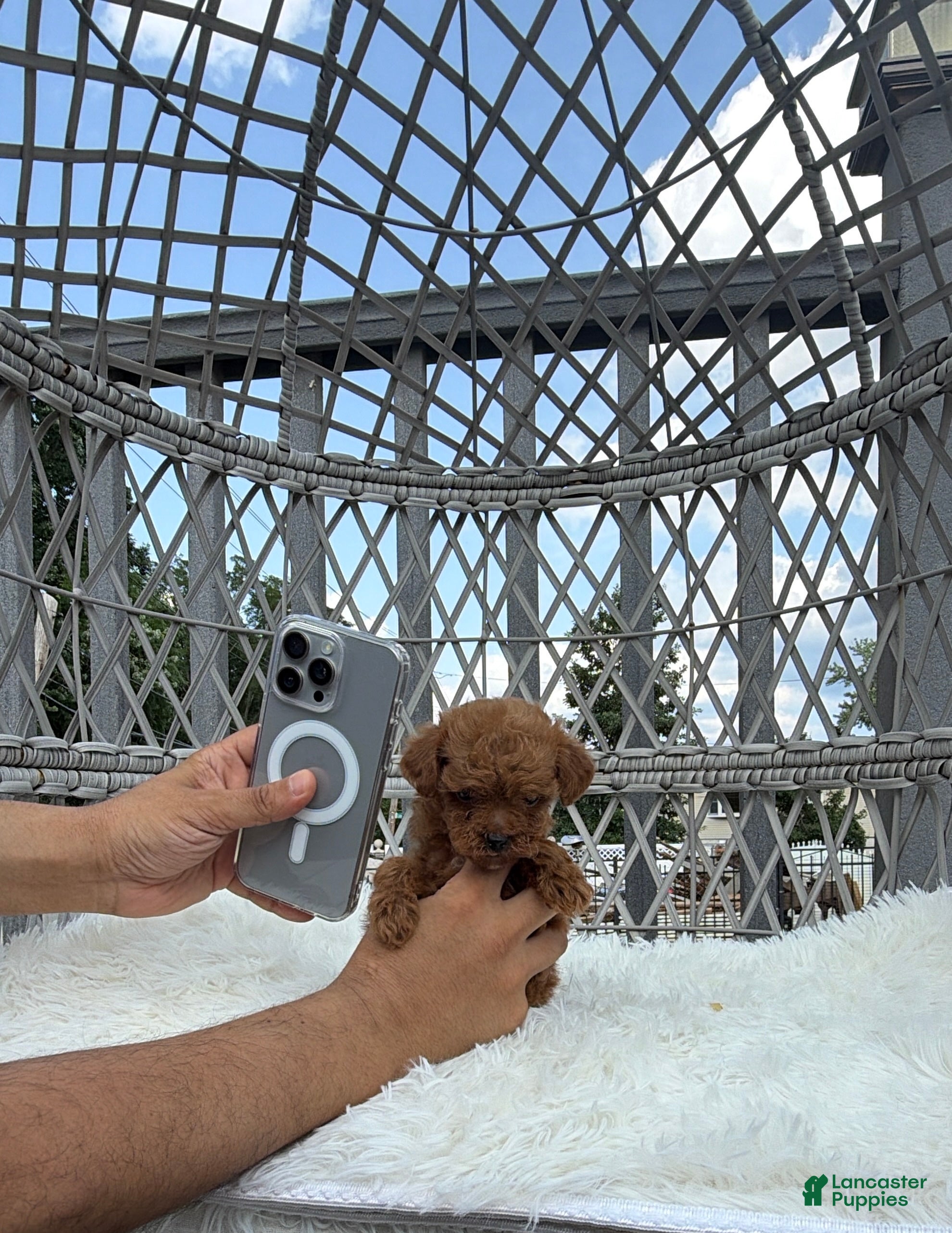 Toy Poodle dogs Teacup poodle Chinese bloodline  - Ad 2
