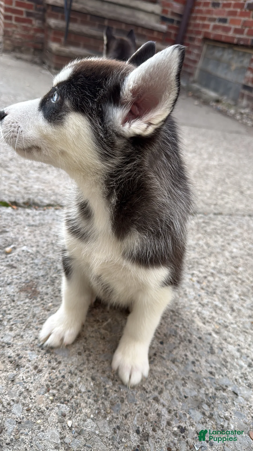 Siberian Husky dogs for sale: Simon - Ad 2