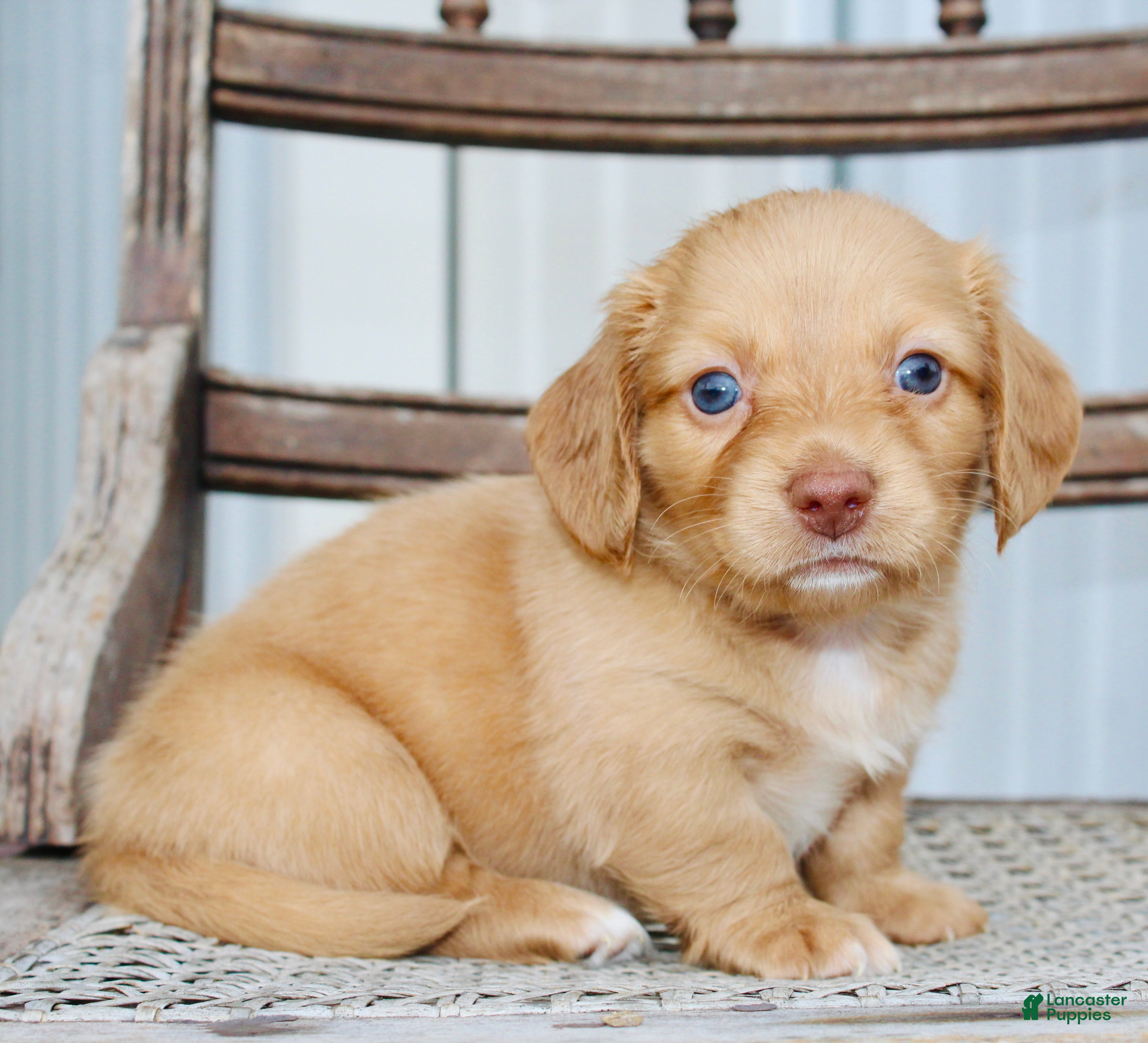Miniature Dachshund dogs Allie - Ad 1