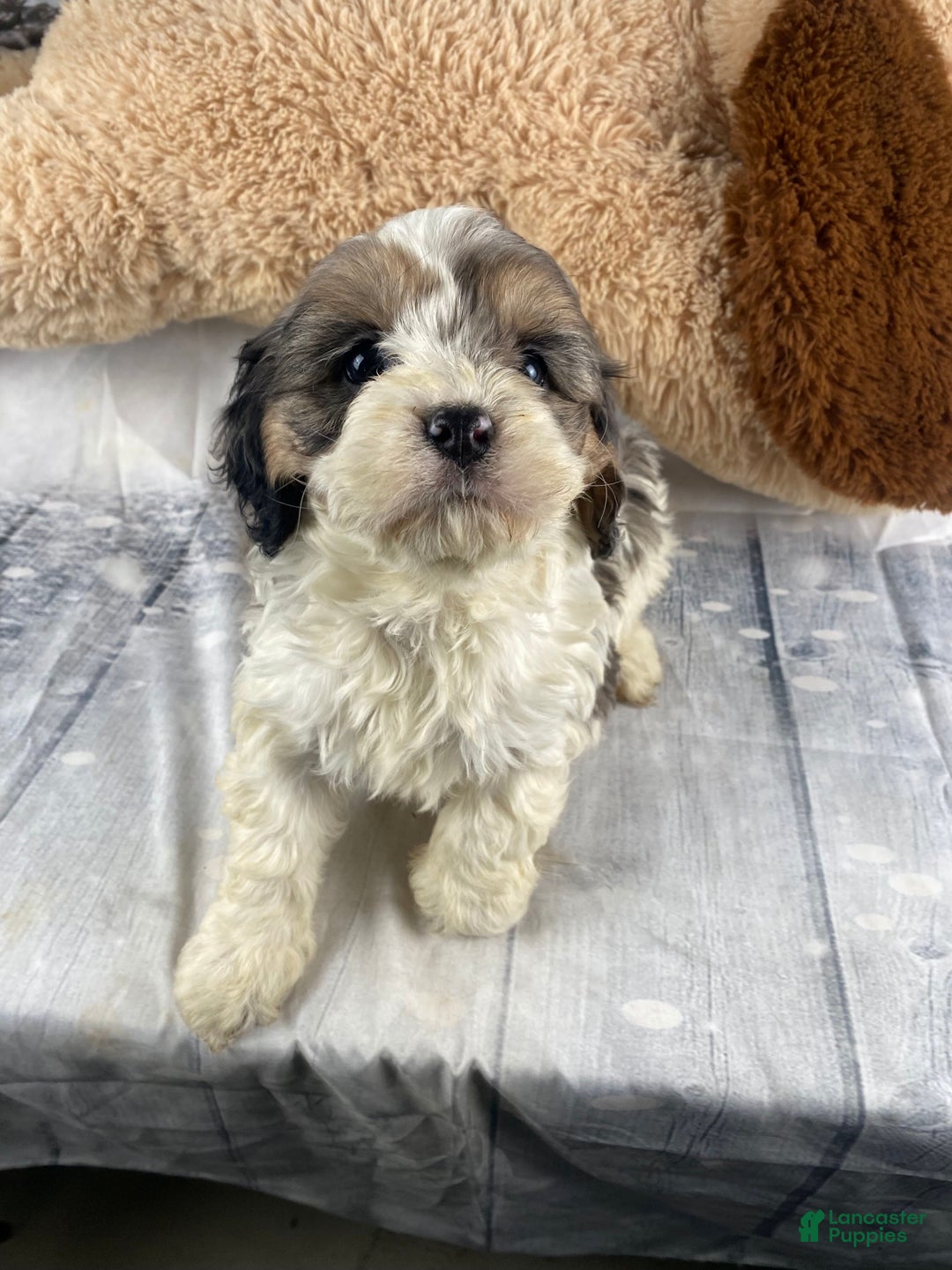 Cavapoo dogs for sale: Jessica - Ad 7