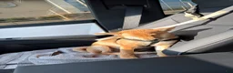Shiba Inu dogs for sale: Shiba Inu 1 - Ad 4