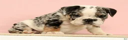 English Bulldog dogs for sale: Blue Jazz - Ad 6