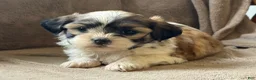 Shih Tzu dogs for sale: Commer - Ad 2