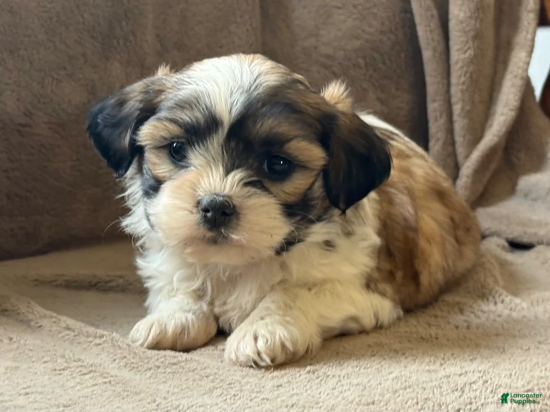 Shih Tzu dogs for sale: Commer - Ad 2