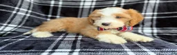 Cavapoo dogs for sale: Cobra - Ad 6