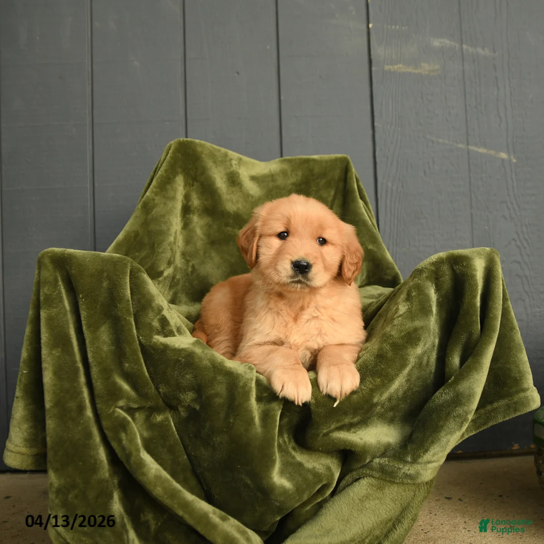 Golden Retriever dogs for sale: Willow - Ad 3