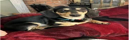 Dachshund dogs for sale: Antonio - Ad 3