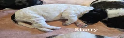 Newfypoo dogs for sale: Starry - Ad 7