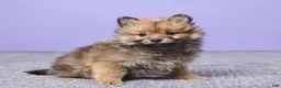 Pomeranian dogs for sale: Sammy - Ad 3