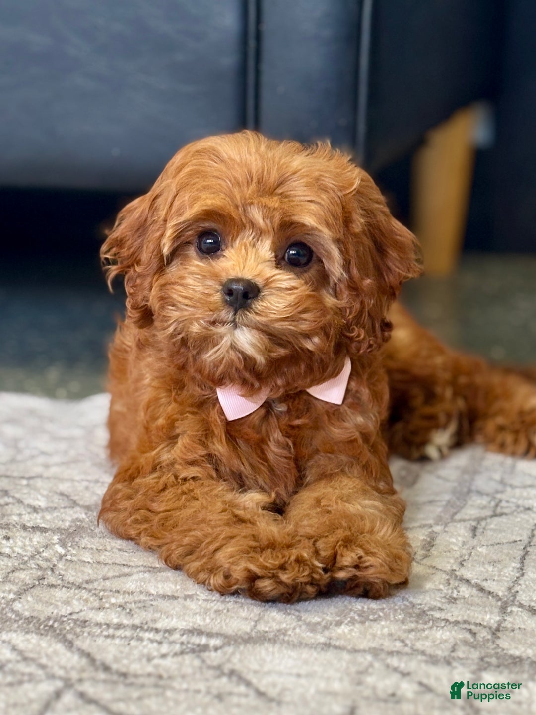 Cavapoo dogs for sale: Fifi - Ad 6
