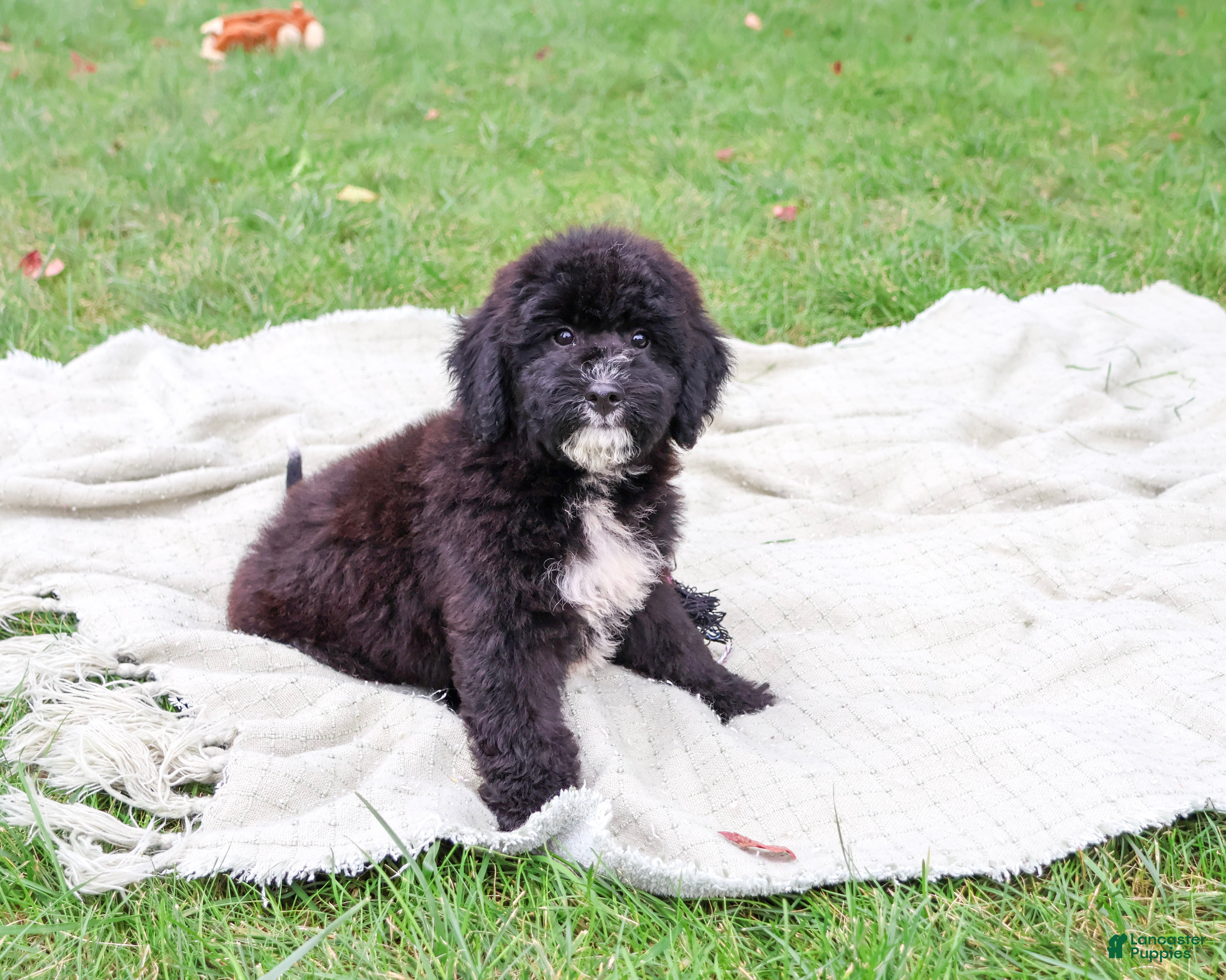 Saint Berdoodles dogs for sale: Wrenly - Ad 2