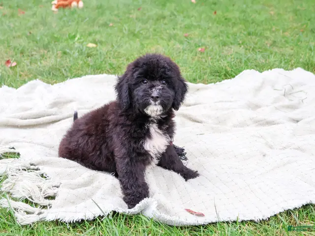 Saint Berdoodles dogs for sale: Wrenly - Ad 2