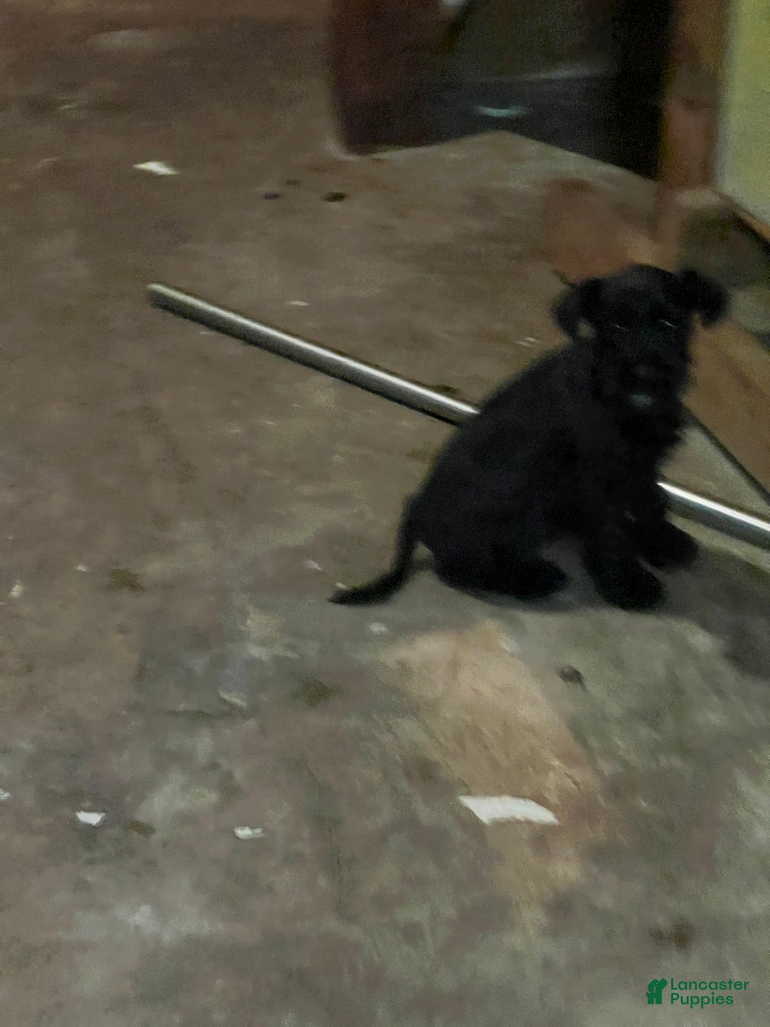 Miniature Schnauzer dogs for sale: Margo  - Ad 8