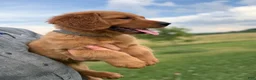 Golden Retriever dogs for sale: Honey - Ad 5