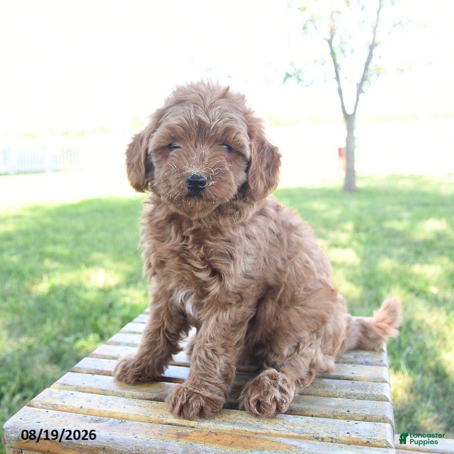 Mini Goldendoodle dogs Lady - Ad 1