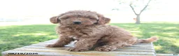 Mini Goldendoodle dogs for sale: Lady - Ad 1