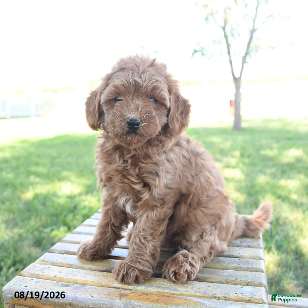 Mini Goldendoodle dogs for sale: Lady - Ad 1