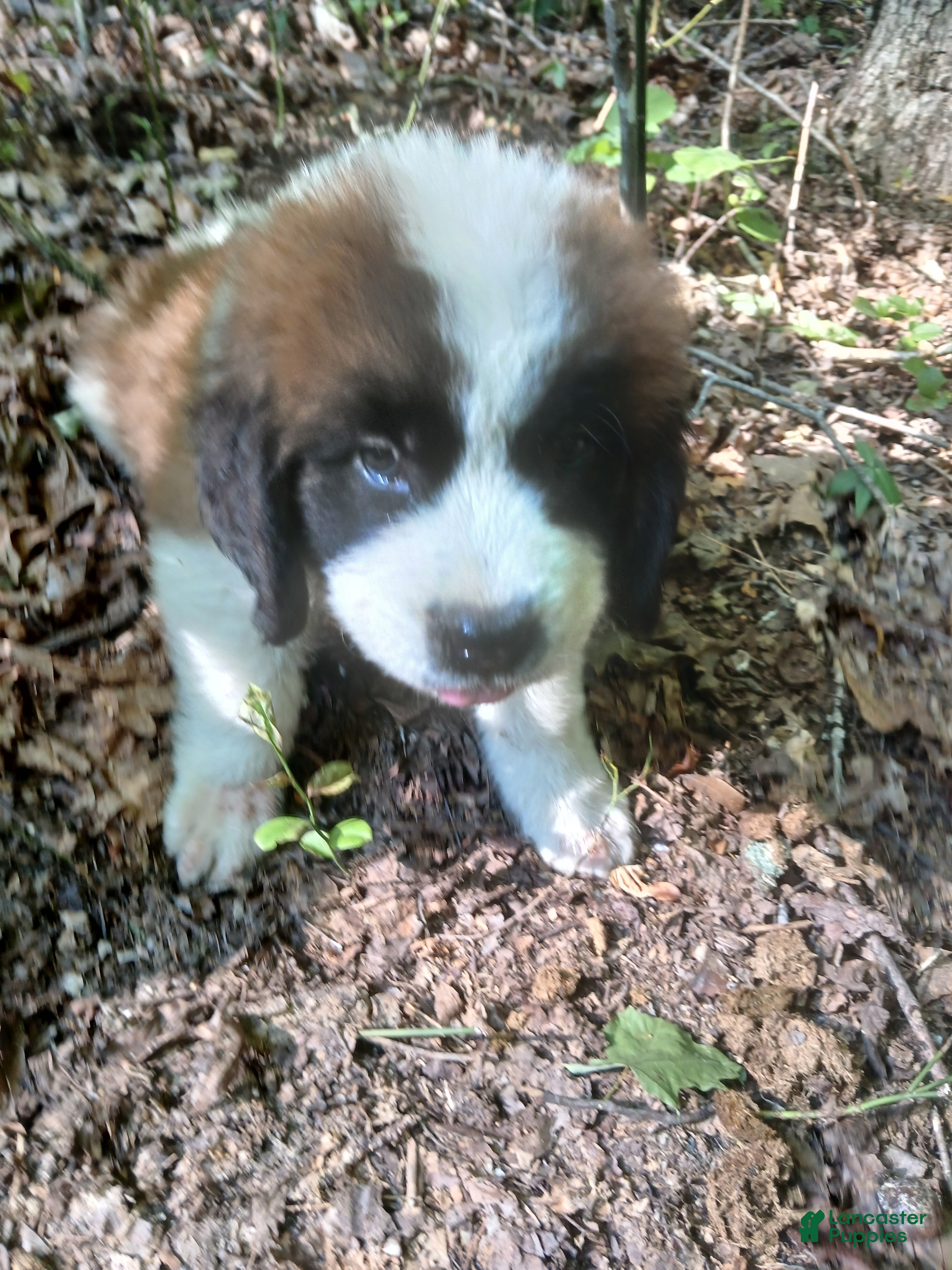 Saint Bernard dogs Saint Bernard 2  BOY - Ad 19