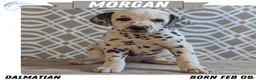 Dalmatian dogs for sale: Morgan - Ad 1