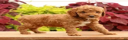 Miniature Poodle dogs for sale: Tanner - Ad 5
