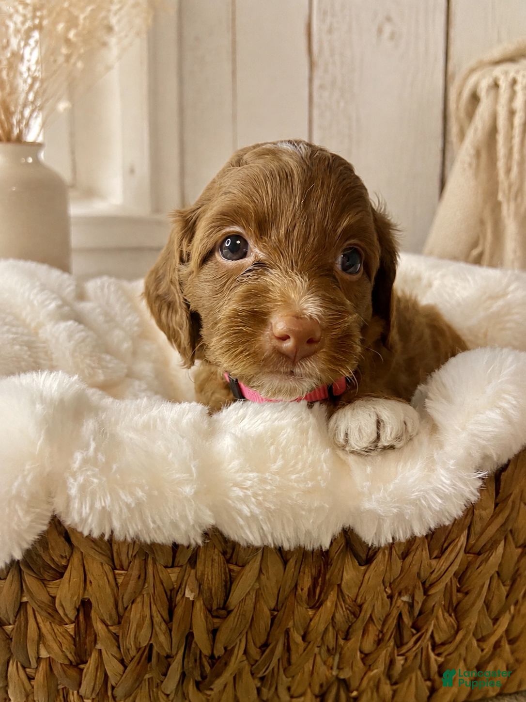 Mini Goldendoodle dogs Star - Ad 1