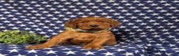Irish Setter dogs for sale: Chase - Ad 3