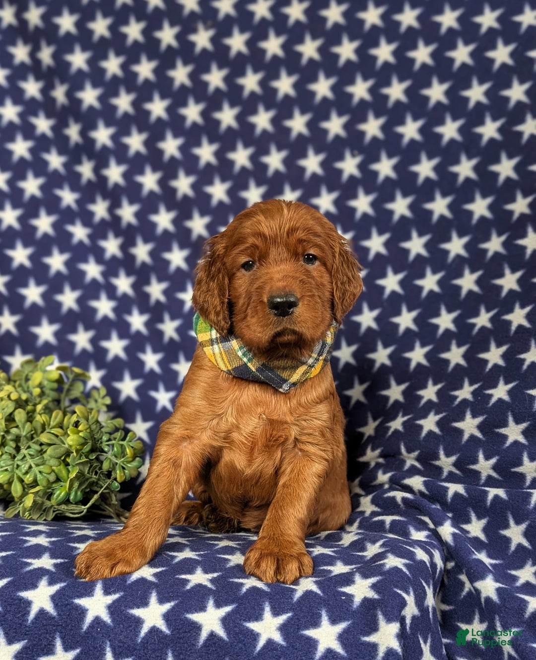 Irish Setter dogs for sale: Chase - Ad 3