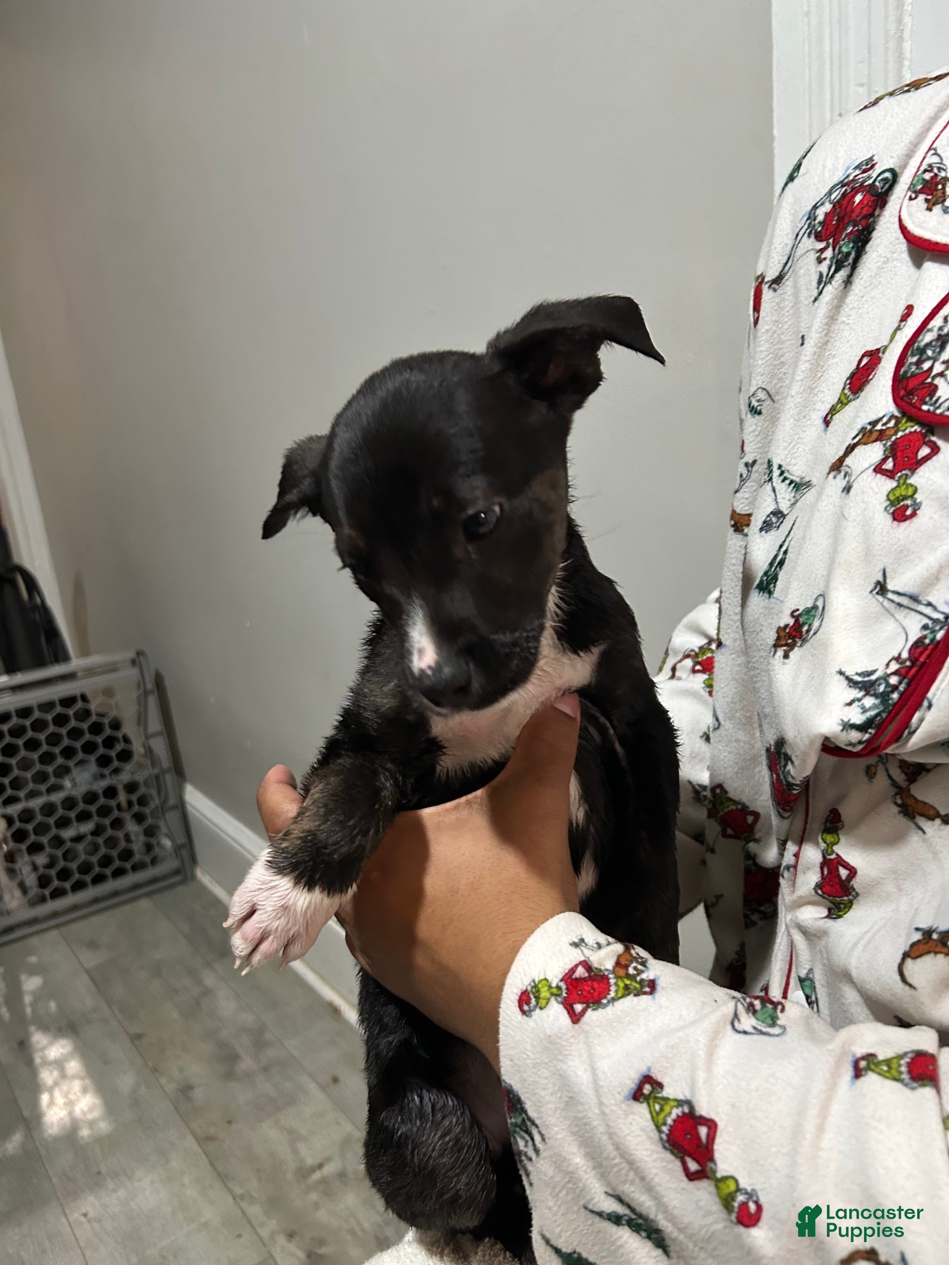 Mixed Breed dogs Mixed Breed Puppy 4 - Ad 40