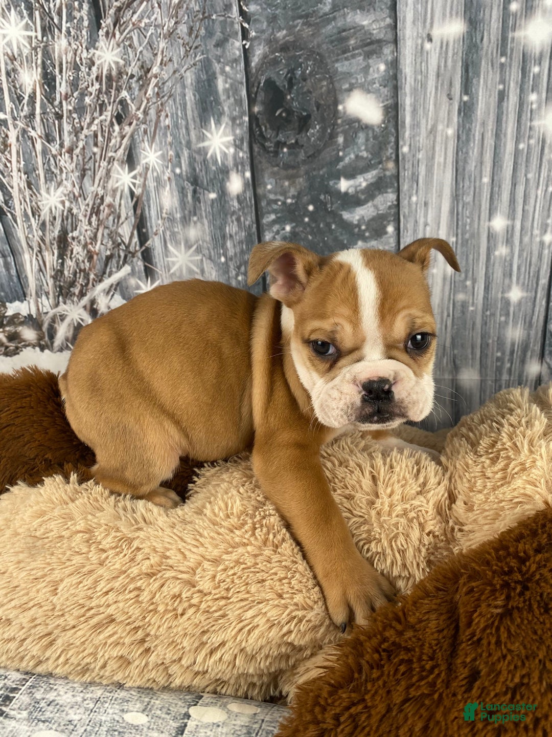 English Bulldog dogs for sale: Cody - Ad 10