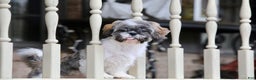 Shih Tzu dogs for sale: Snickers (Neutered) - Ad 17