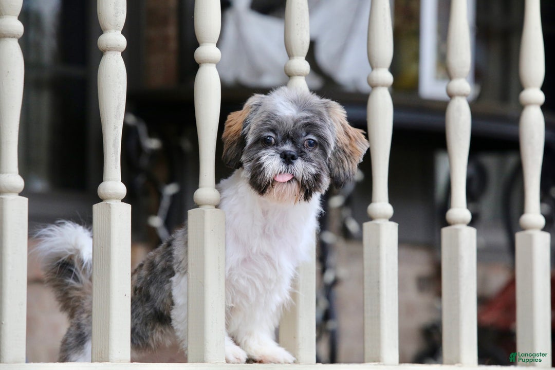 Shih Tzu dogs for sale: Snickers (Neutered) - Ad 17