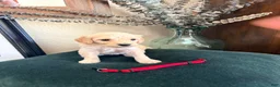Goldendoodle dogs for sale:  Willow - Ad 2