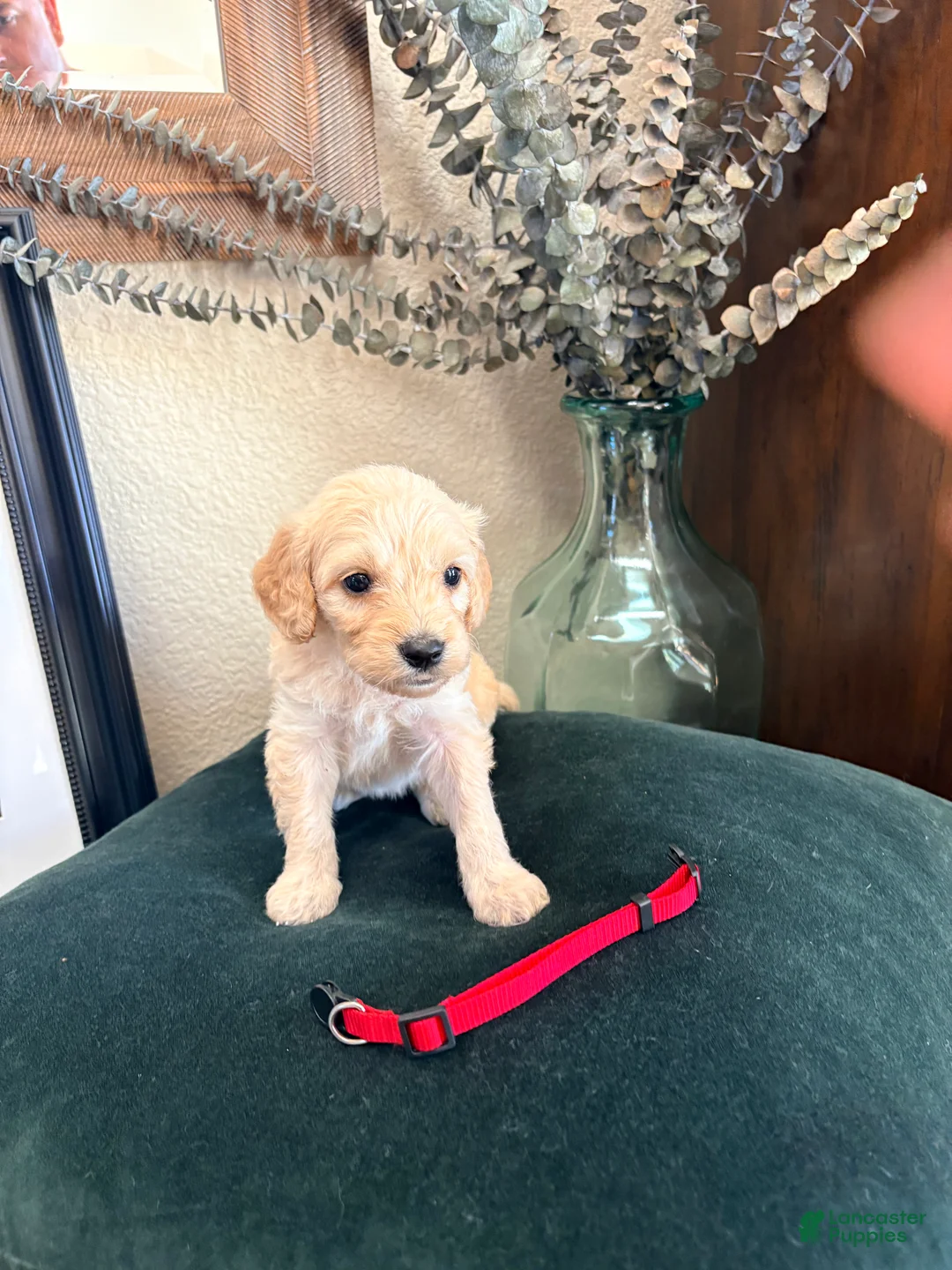 Goldendoodle dogs for sale:  Willow - Ad 2