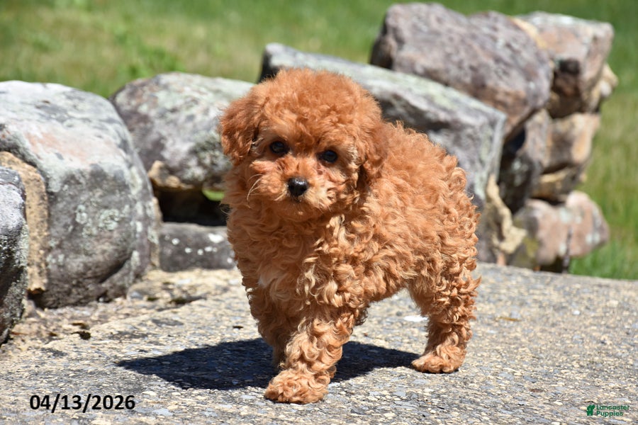 Toy Poodle dogs Sierra - Ad 1