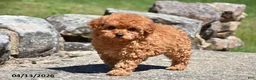Toy Poodle dogs for sale: Sierra - Ad 1