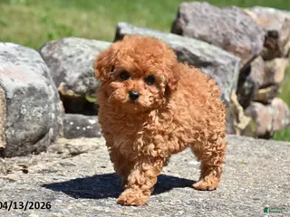Toy Poodle dogs for sale: Sierra - Ad 4