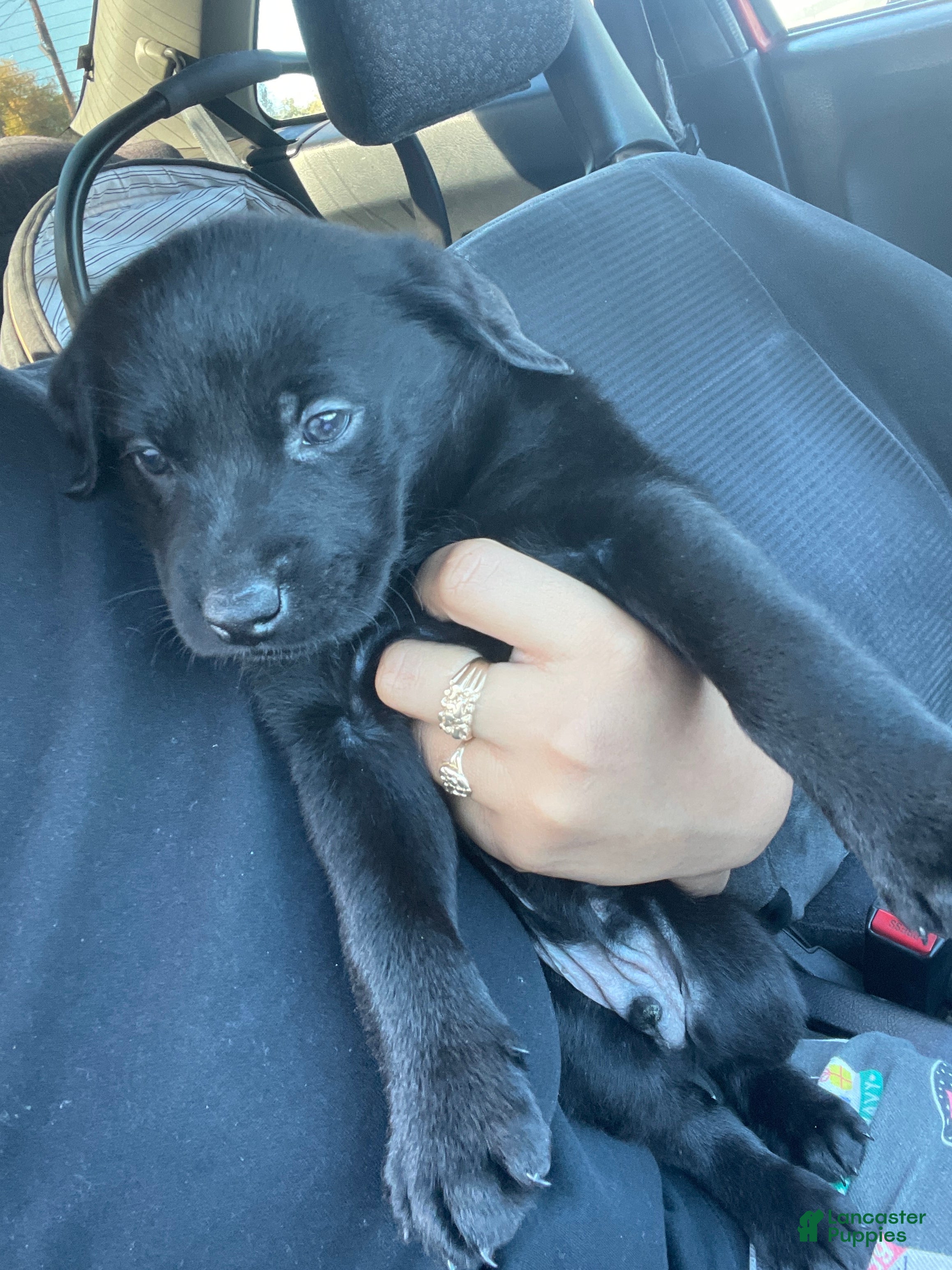 Labrador Retriever dogs Labrador Retriever Puppy 2 - Ad 5