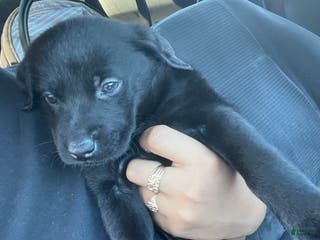 Labrador Retriever dogs Labrador Retriever Puppy 2 - Ad 6