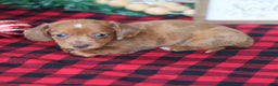 Miniature Dachshund dogs for sale: Star  - Ad 6
