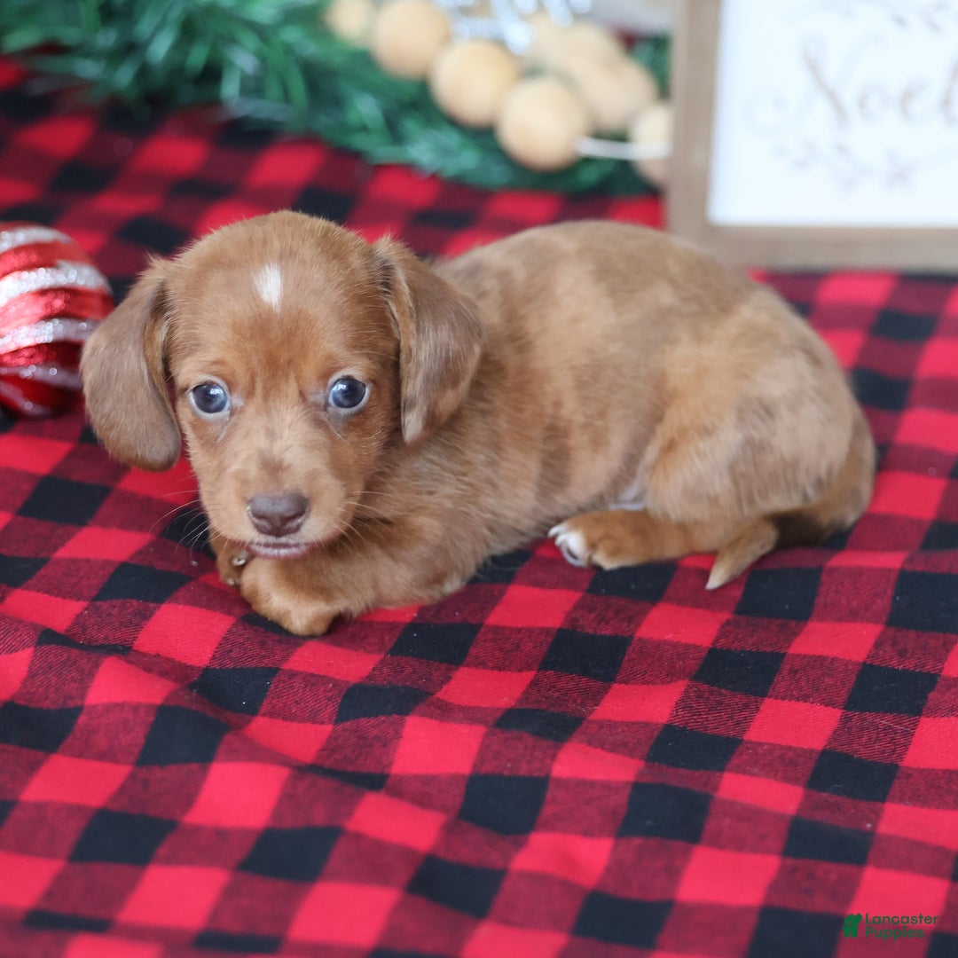 Miniature Dachshund dogs for sale: Star  - Ad 6