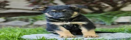 Mixed Breed dogs for sale: Orin  - Ad 3