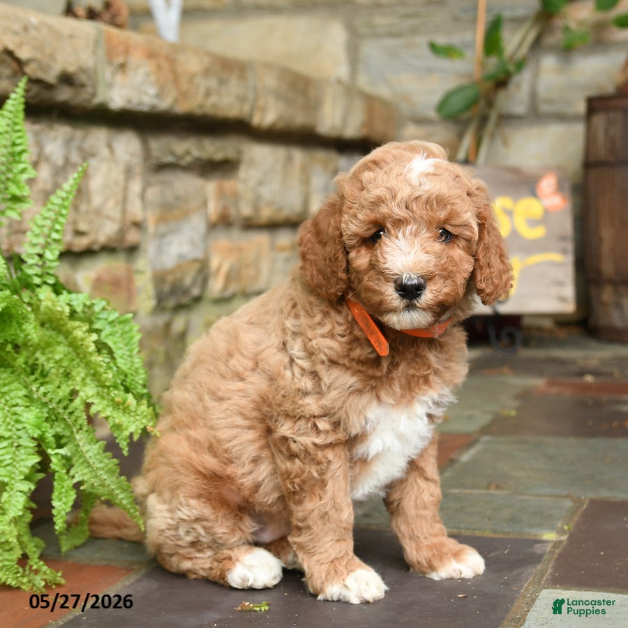 Mini Goldendoodle dogs Raisin - Ad 2