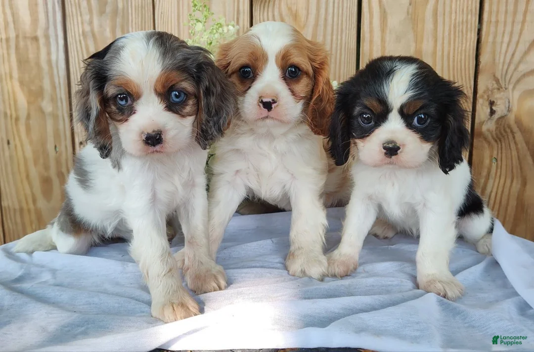 Cavalier King Charles Spaniel dogs for sale: Buddy - Ad 7