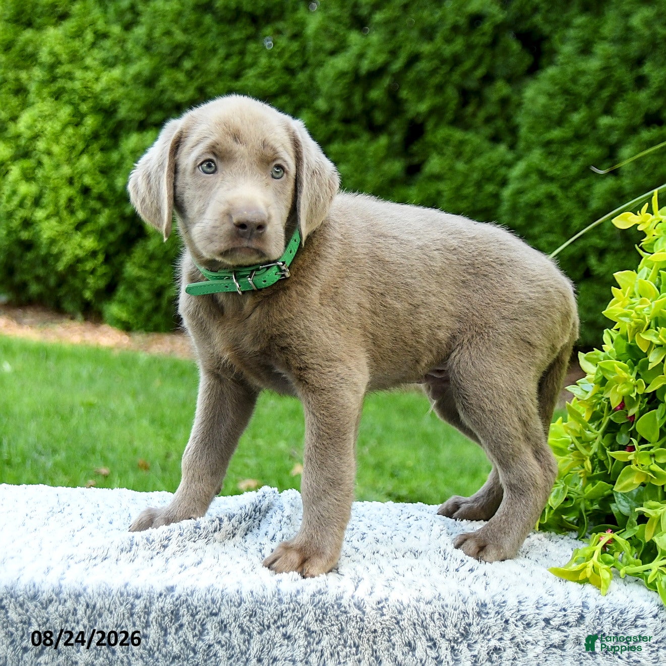 Labrador Retriever dogs Rylan - Ad 2