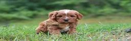 Cavapoo dogs for sale: Wesley - Ad 3
