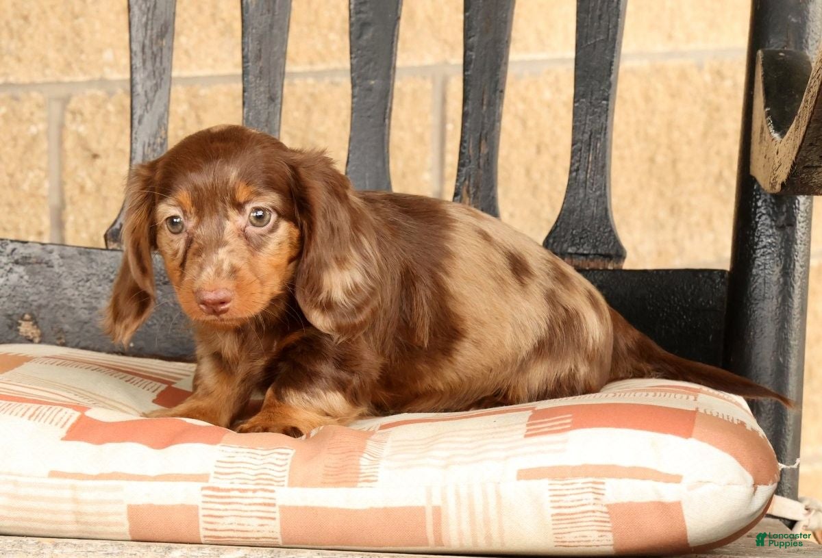 Miniature Dachshund dogs for sale: Bella - Ad 4