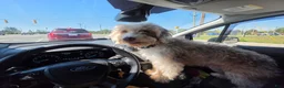 Aussiedoodle dogs for sale: Notman - Ad 7