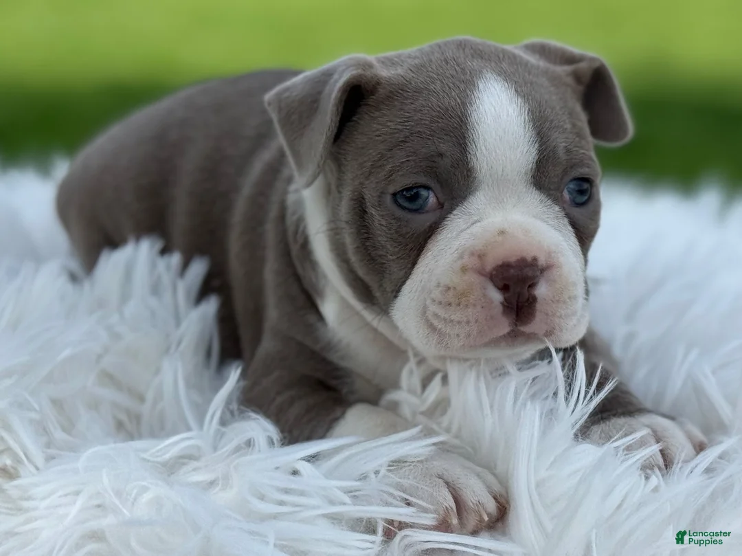 Boston Terrier dogs for sale: Diesel special needs - Ad 5