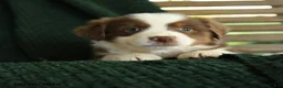 Miniature Australian Shepherd dogs for sale: Oakley - Ad 4